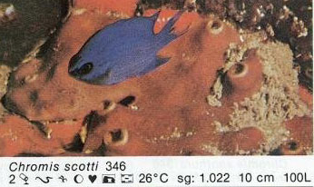Chromis scotti
